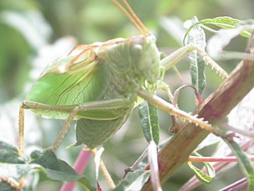Tettigonia cantans