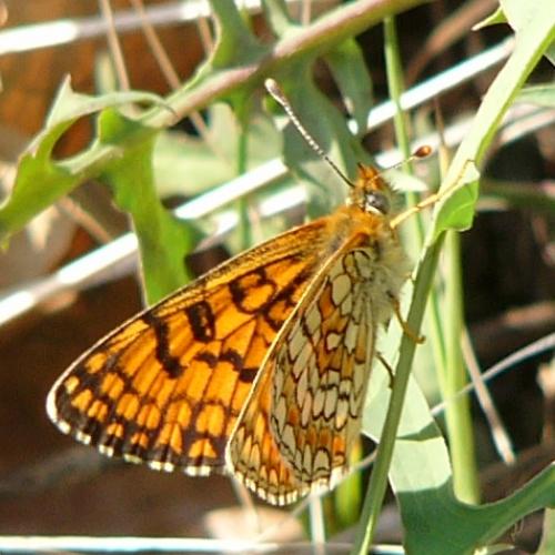 Melitaea deione