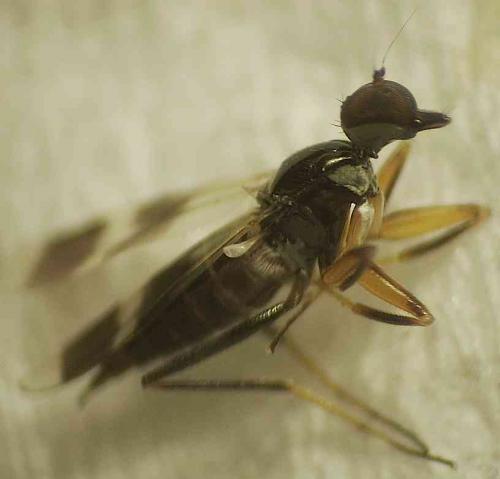 Tachydromia arrogans