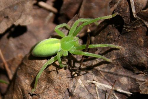 Micrommata virescens