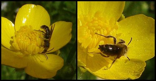 Chelostoma florisomne