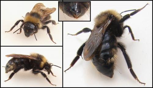 Bombus campestris