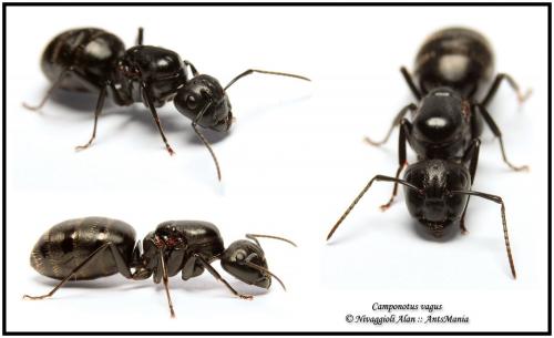 Réf. 68 386 : Camponotus vagus