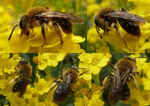 Andrena propinqua