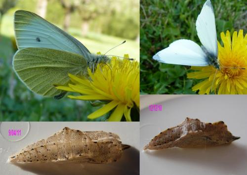 Pieris rapae