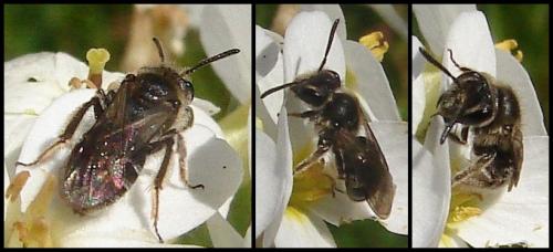 Andrena sp.