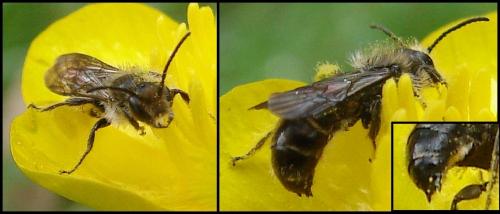 Réf. 68 466 : Chelostoma sp.