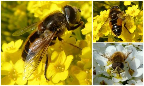 Réf. 68 767 : Eristalis arbustorum