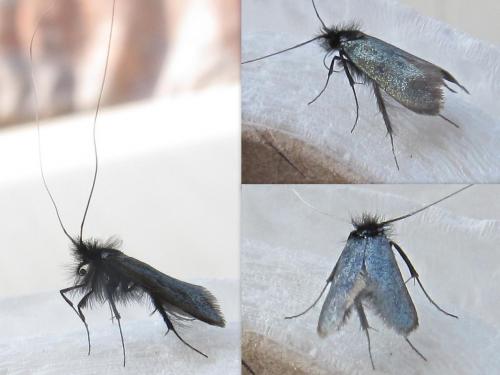 Adela reaumurella