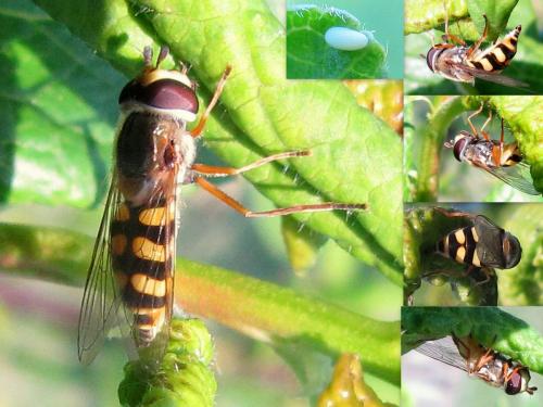 Eupeodes corollae