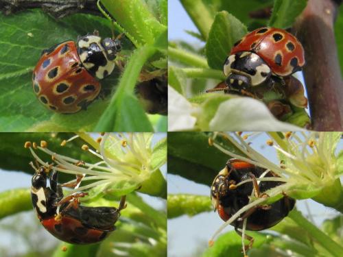 Réf. 68 427 : Anatis ocellata