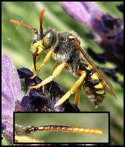 Nomada sexfasciata