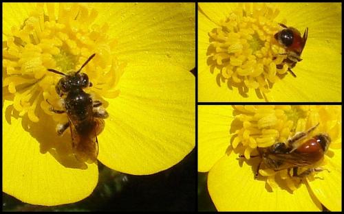 Andrena (labiata-potentillae)