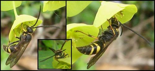 Gorytes sp.