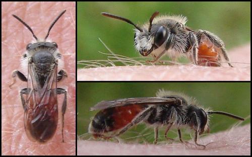 Andrena labiata