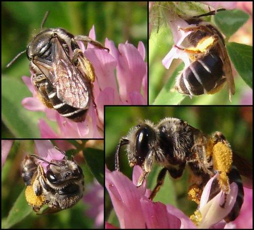 Andrena sp.