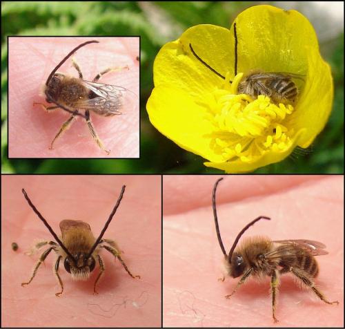 Eucera nigrifacies
