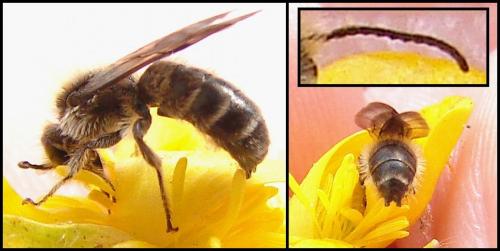 Chelostoma florisomne