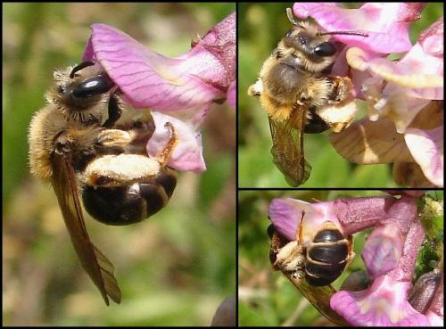 Andrena sp.