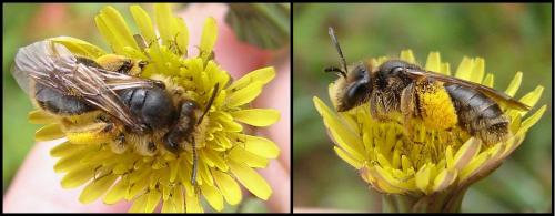Andrena (cinerea-humilis)