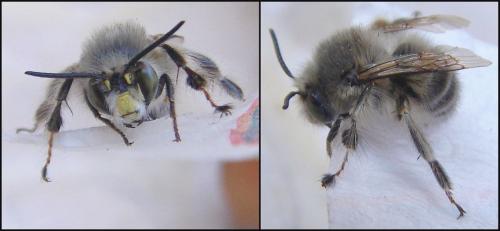 Anthophora salviae