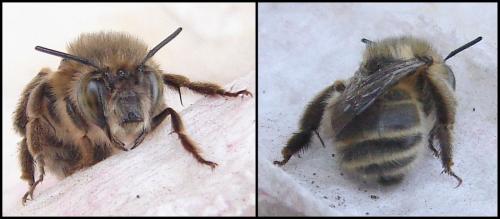 Anthophora sp.