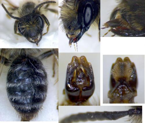 Andrena flavipes