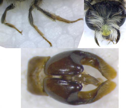 Andrena ferrugineicrus