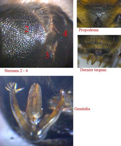 Osmia sp.