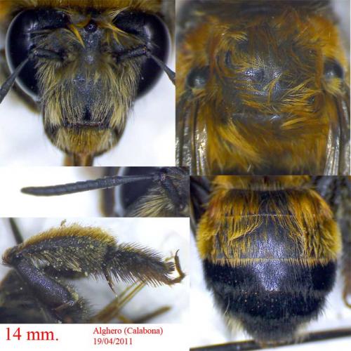 Anthophora sichelii