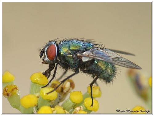 Lucilia sp.