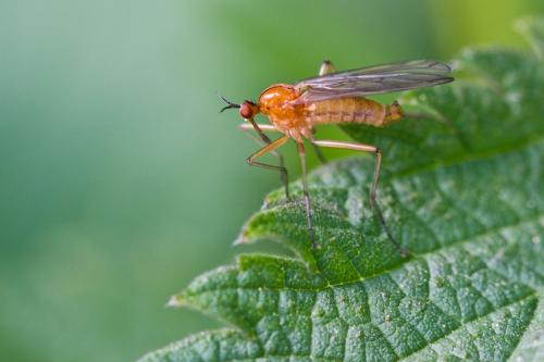 Empis sp.