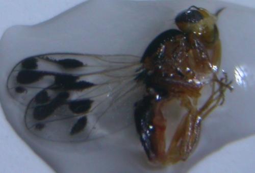 Réf. 68 327 : Gampsocera numerata