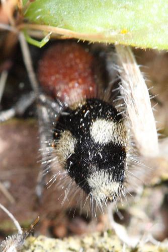 Dasylabris maura