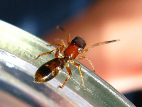 Réf. 68 001 : Myrmarachne formicaria