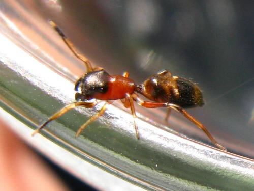 Myrmarachne formicaria