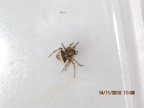 Gibbaranea bituberculata