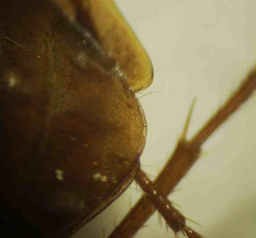 Réf. 68 683 : Oreonebria sp.