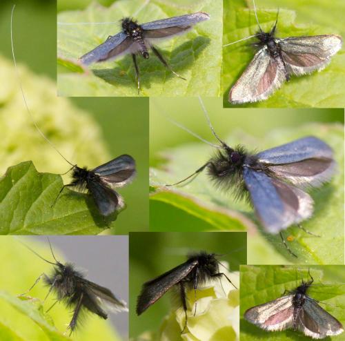 Adela reaumurella