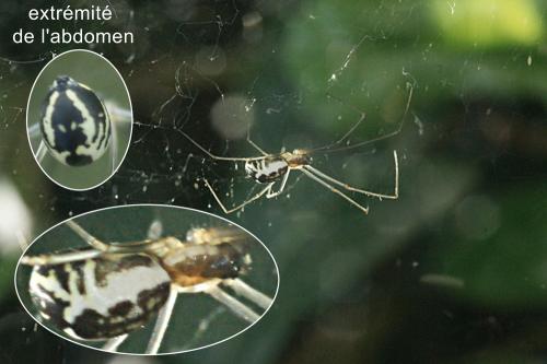 Neriene radiata