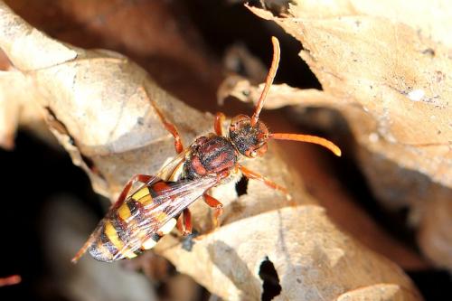 Nomada sp.