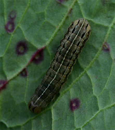 Réf. 68 197 : Xestia xanthographa