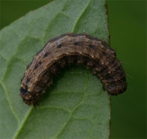 Réf. 68 304 : Hoplodrina sp.