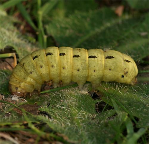 Noctua pronuba