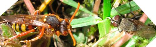 Nomada sp.