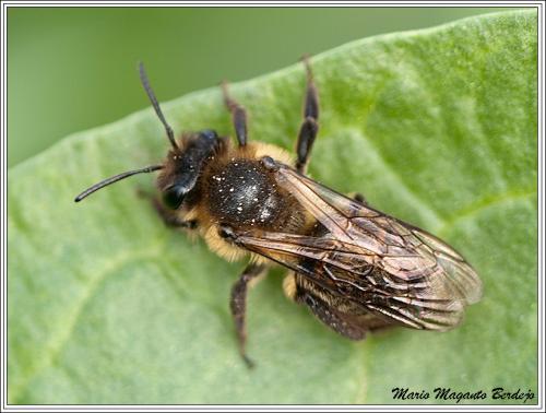 Andrena sp.