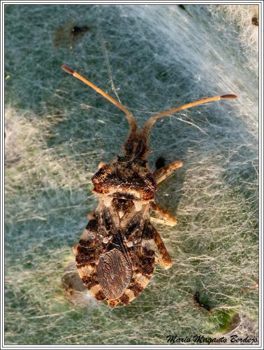 Réf. 68 535 : Centrocoris sp.