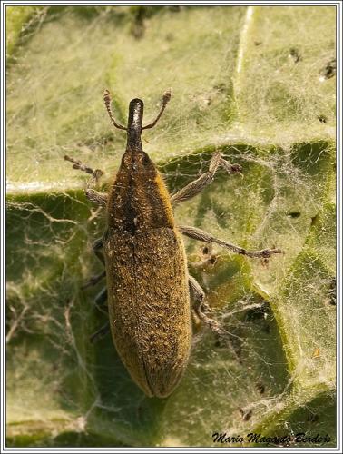 Réf. 68 534 : Lixus sp.