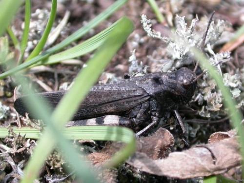 Réf. 68 055 : Psophus stridulus stridulus