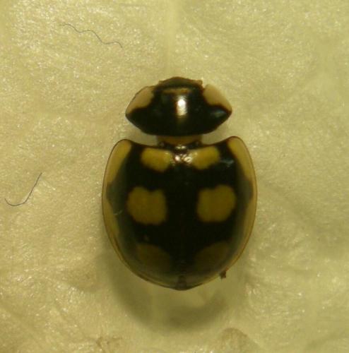 Oenopia lyncea agnatha